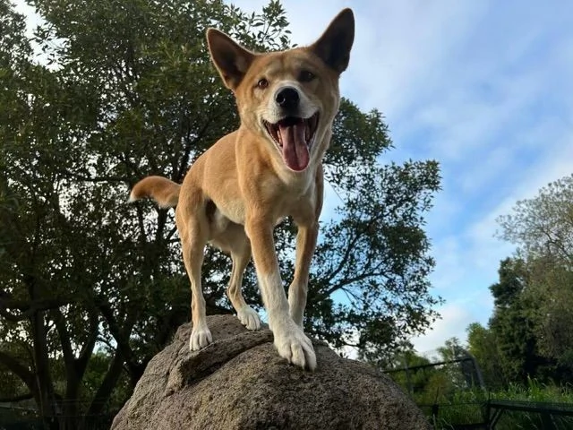 Dingo Rocks Immersive Habitat Design at Melbourne Zoo