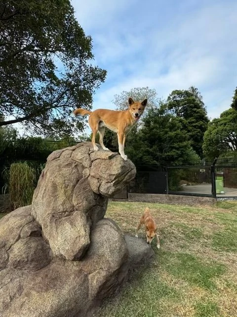 Dingo Rocks Immersive Habitat Design at Melbourne Zoo